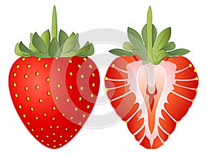 Strawberry Vector Illustration photo
