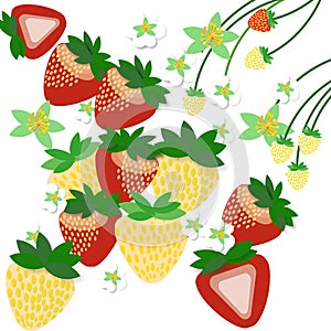 Strawberry on white background, illustration