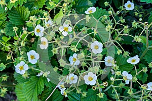 Strawberry white flowers blossom and green leaves in the garden