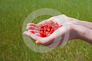 Strawberry in woman hands