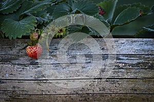 Strawberry on wood space