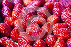 Strawberry with yellow seeds offers an intense contrast