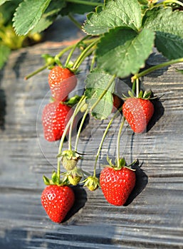 Strawberrys