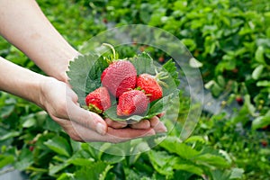 Strawberrys on leaf in the hands