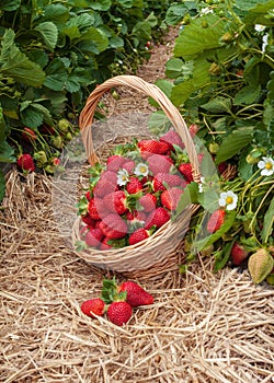 Strawbery field basket fresh picked berries