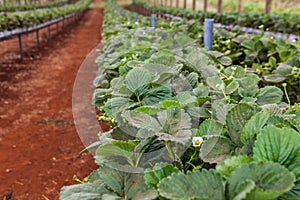 Strawbery plants growing in greenhouse.