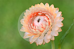 Strawflower