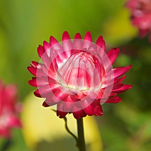 Strawflower blooming in Chiloe Island, Chile