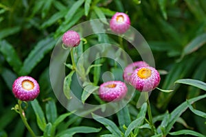 Strawflower flower, golden everlasting in pink grown in Tasmania