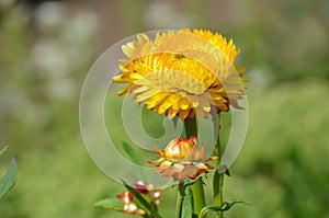 Strawflower or Golden Everlasting (Xerochrysum bracteatum)