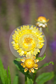 Strawflower or Golden Everlasting (Xerochrysum bracteatum)