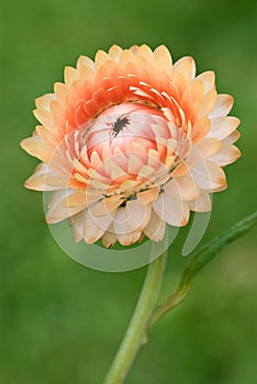 Strawflower - Helichrysum bracteatum