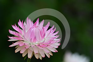 Strawflower xerochrysum bracteatum