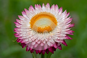 Strawflower xerochrysum bracteatum