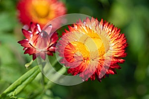 Strawflower (xerochrysum bracteatum