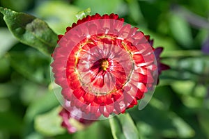 Strawflower (xerochrysum bracteatum