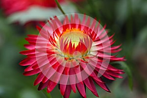 Strawflower (Xerochrysum bracteatum)