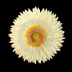 Strawflower (Xerochrysum Bracteatum) isolated from the background