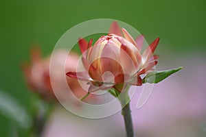 Strawflower Xerochrysum bracteatum, reddish-purple budding flower