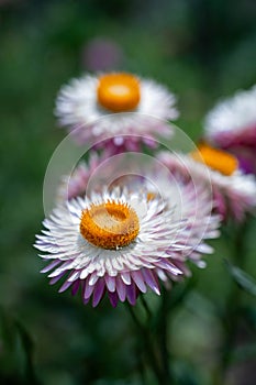 Strawflowers (Xerochrysum bracteatum) in summer garden