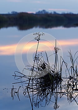 Straws and grasses with flower spikes in a narrow zone of sharpness stand in the water, where colored sunset light is reflected at