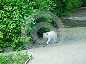 Passeggiata gli animali da il grande città 