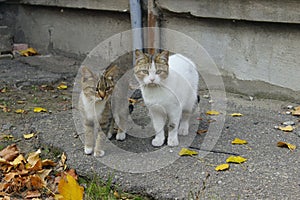 Stray Animals, Pets Concept. White And Tabby Cats.