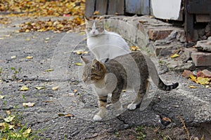 Stray Animals, Pets Concept. White And Tabby Cats.