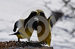 Stray beaks at the feeder