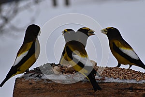 Stray beaks at the feeder