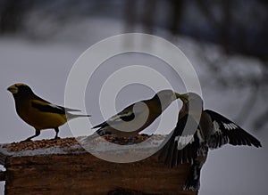 Stray beaks at the feeder