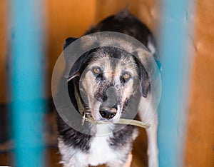 Stray Beautiful Dog Looking Through Cage at Human Eyes. Sad Dog Abandoned in Shelter and Waiting For His Family