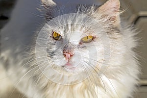 Stray beautiful white cat outdoors. Animals, pets, pet food concept. homeless animal