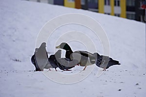 Stray birds gray pigeons and ducks in the city in winter looking for food.