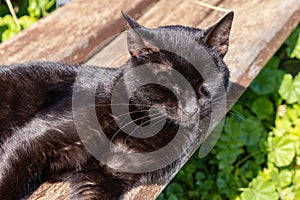 A stray black cat relaxing and sunbathing on a public bench
