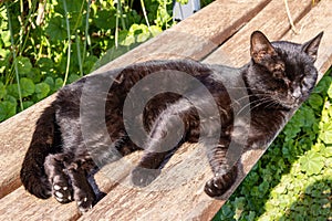 A stray black cat relaxing and sunbathing on a public bench