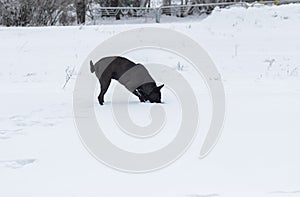 Stray black dog is hunting for little mouse that hiding in deep snow