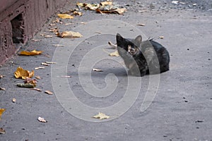 Stray black kitten on asphalt close to its home entrance and is about to run to escape