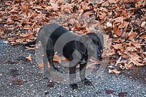 Stray black puppy autumn