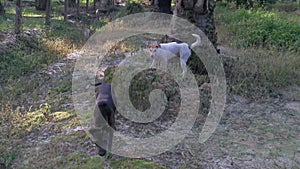 Stray black and white dogs loitering at the plantation.