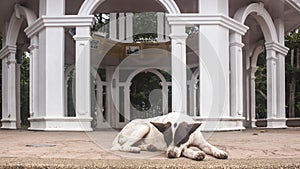 Stray brown and white dog sleeping in the floor of the entrance of Rang Hill View Point`s pavilion. In Phuket, Thailand