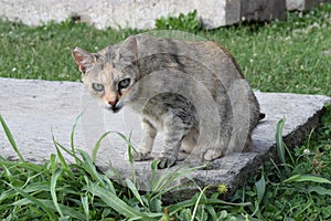 Stray cat