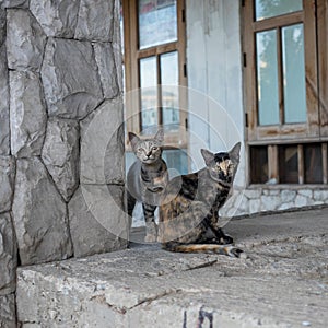 Stray cat in abandon house