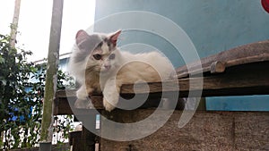 Stray Cat in the backyard