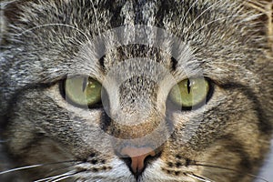 A tiger cat with big green eyes looking at the camera. Close-up photo