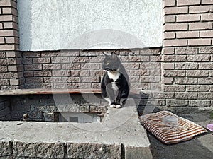 A stray cat of black and white color is sitting on the curb