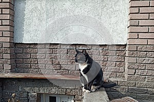 A stray cat of black and white color is sitting on the curb