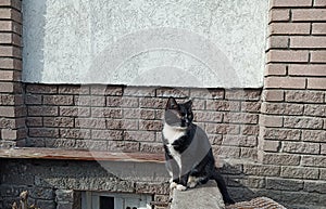 A stray cat of black and white color is sitting on the curb