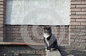 A stray cat of black and white color is sitting on the curb