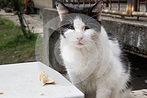 Stray cat, black and white, siting in front of building.